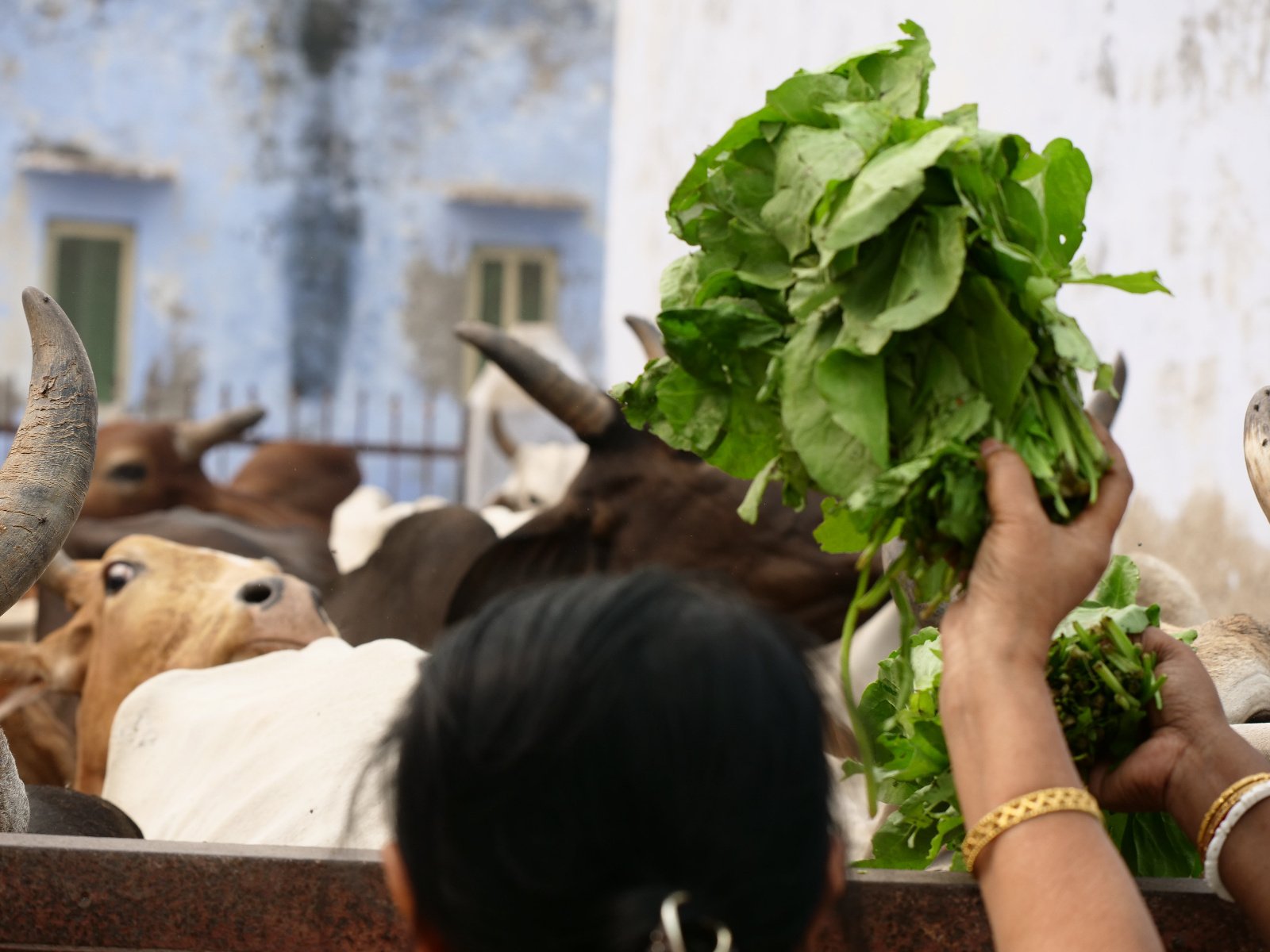  245 Gopashtami Radha kunda Govardhan 19.11.04